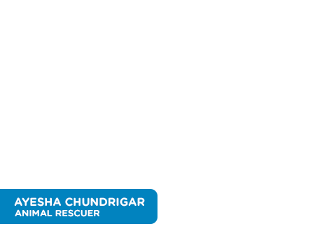 Ayesha Chundrigar - Animal Rescuer